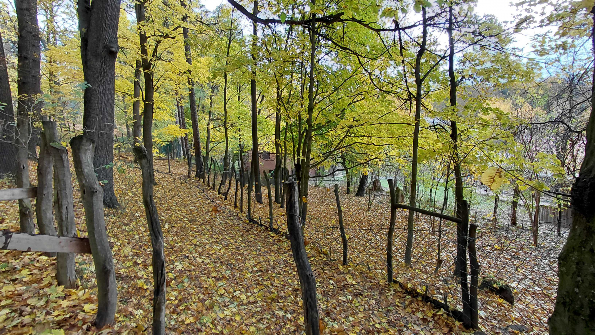 Southern cassowary + goose exhibit