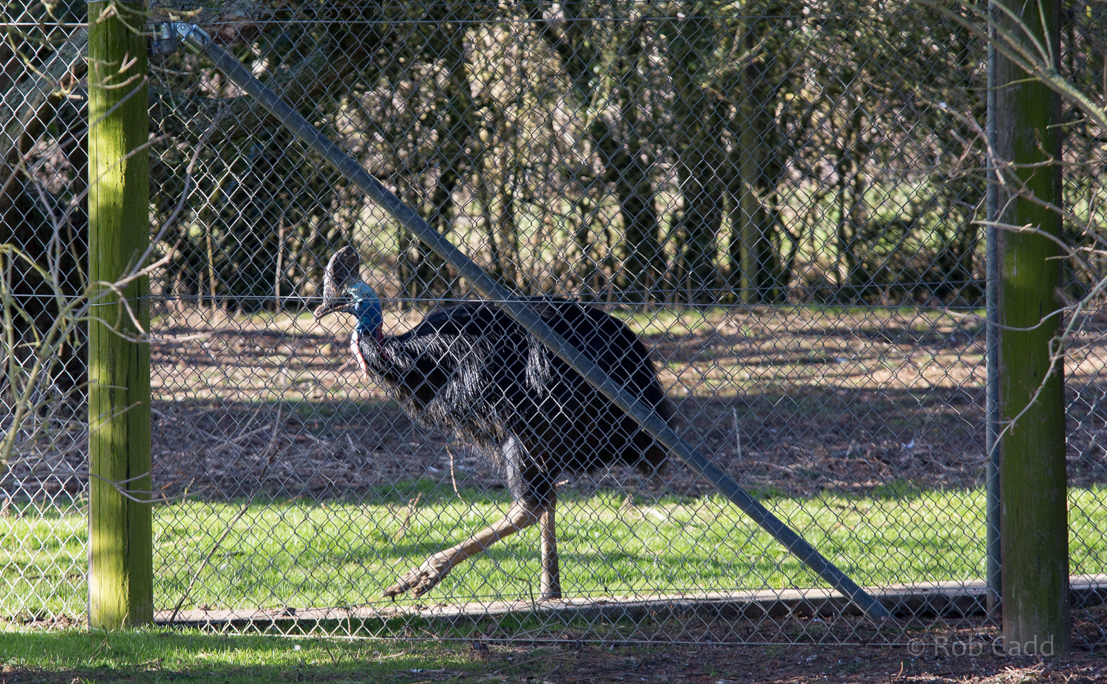 Southern cassowary : Hamerton : 08 Feb 2015