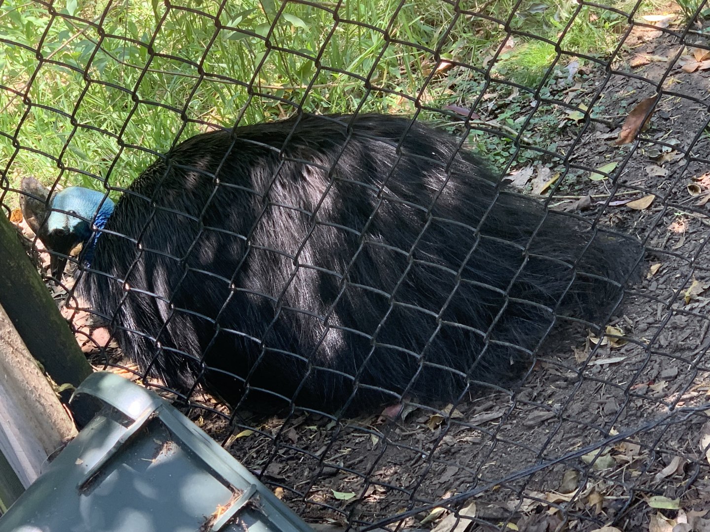 Southern Cassowary in 1st exhibit for them at park