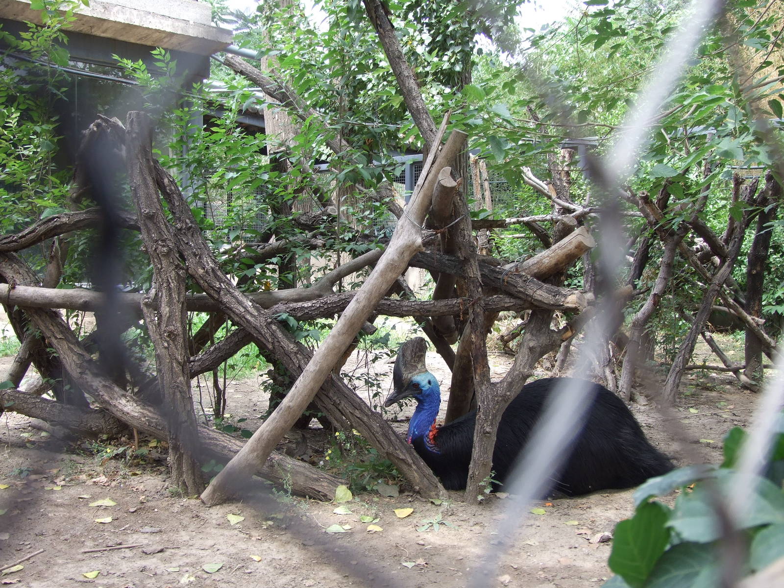 Southern cassowary in Benjeshecken