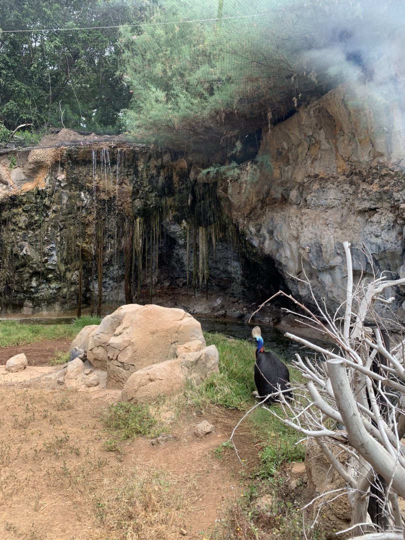 Southern Cassowary in former lion exhibit