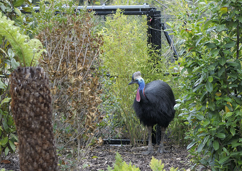 Southern cassowary in Islands