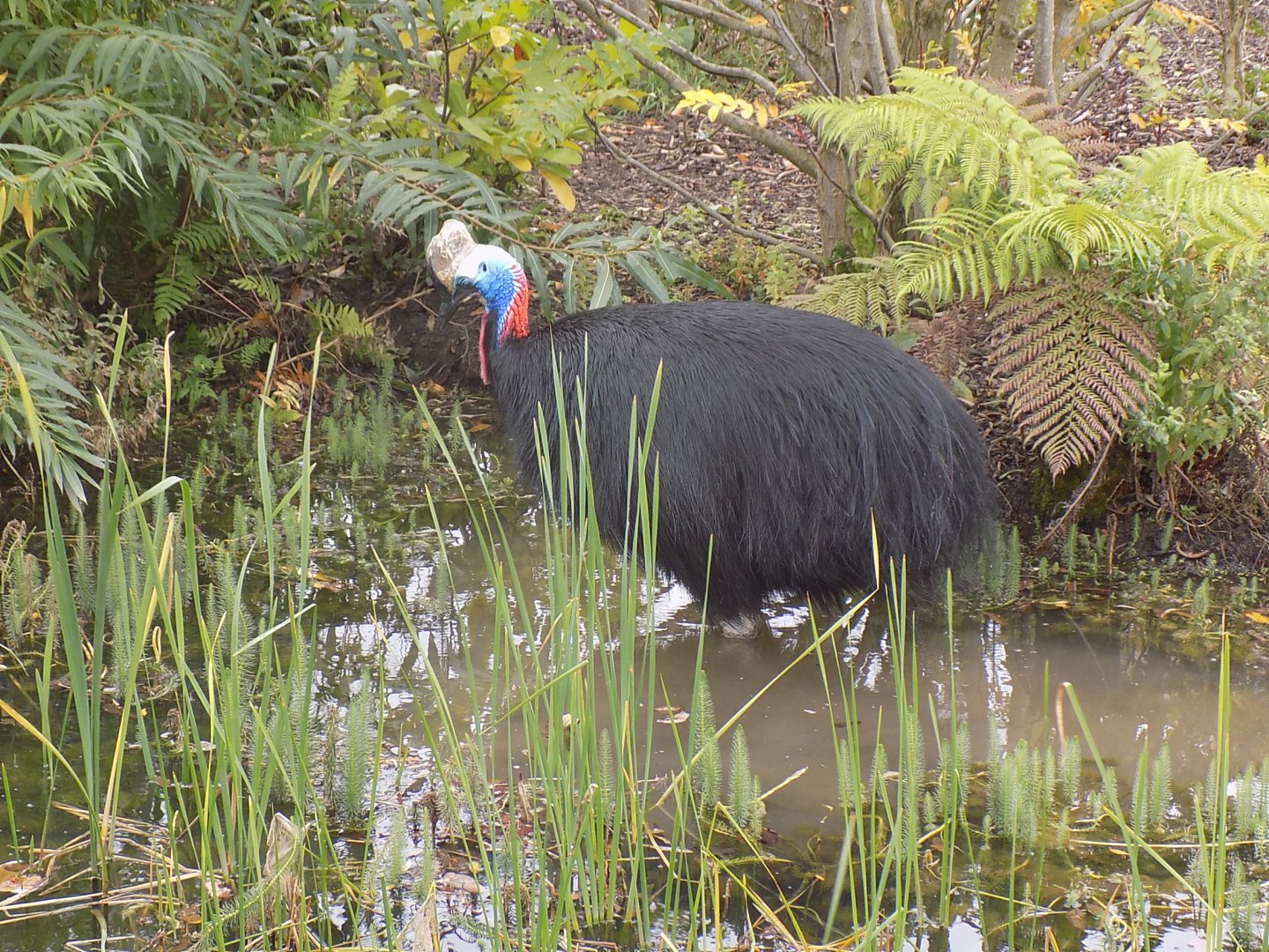 Southern Cassowary in water