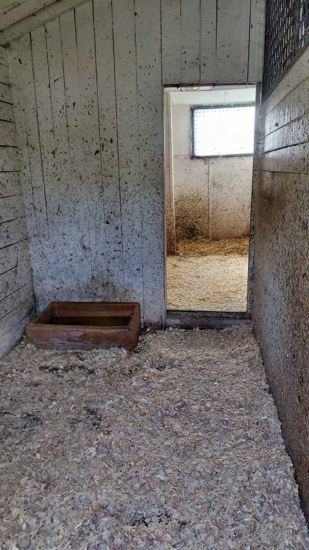 Southern cassowary indoor exhibit