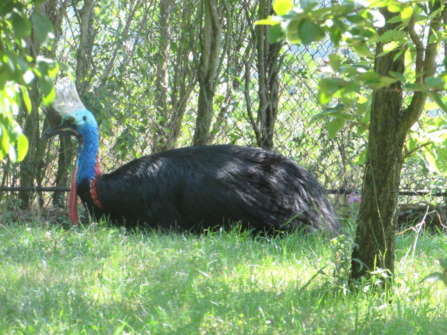 Southern Cassowary - July/2017