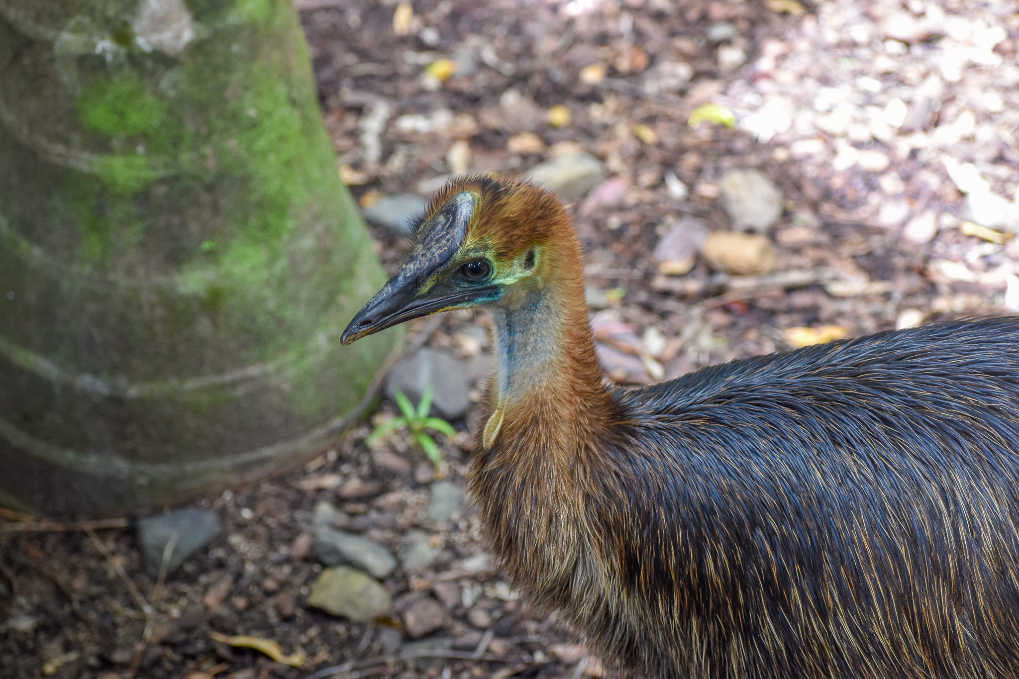 Southern Cassowary Juvenile
