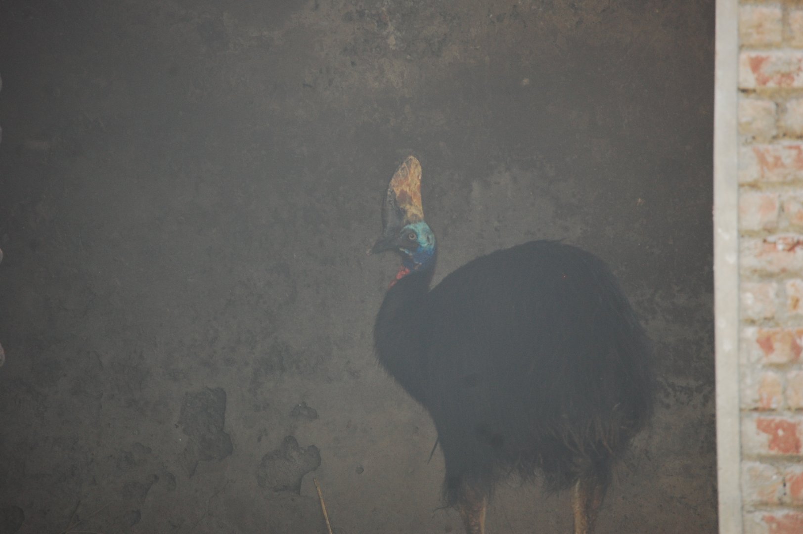Southern cassowary - Lahore zoo 17/11/2019