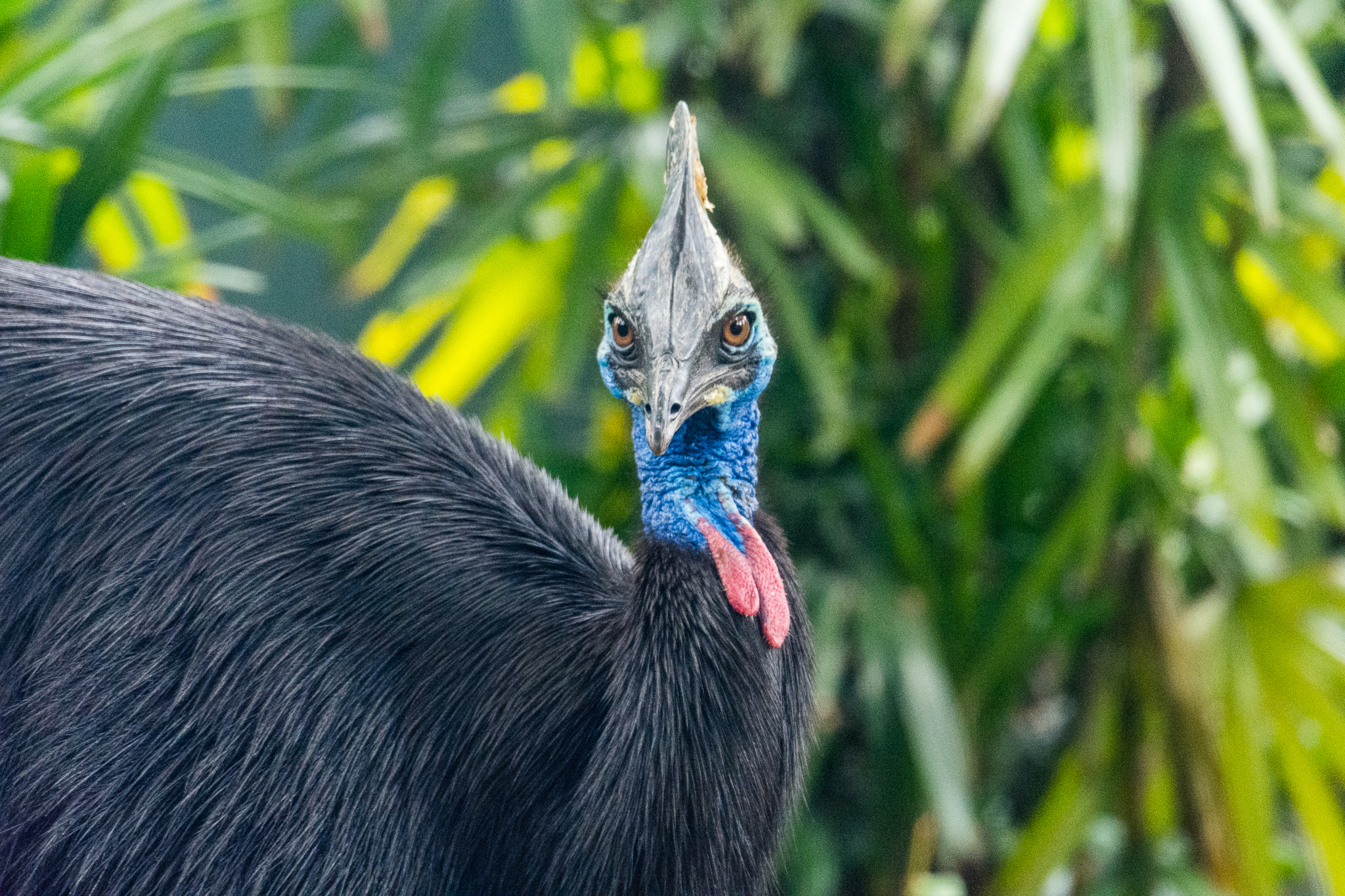 Southern cassowary (male)