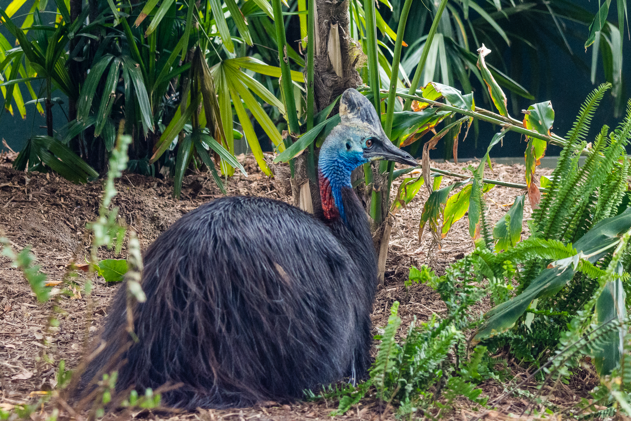 Southern cassowary (male)