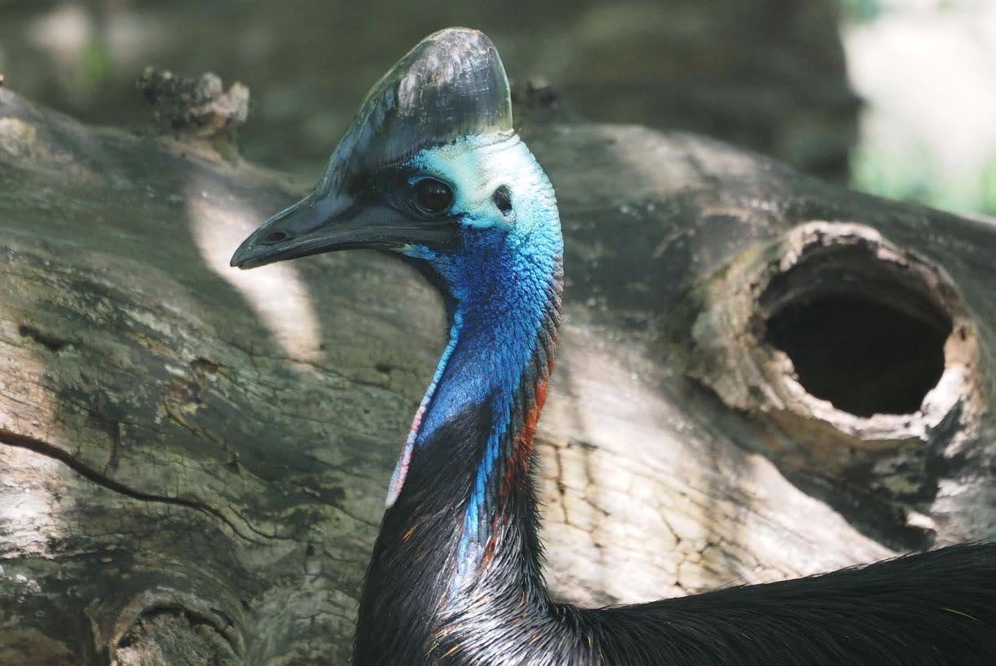 Southern cassowary "Neo"