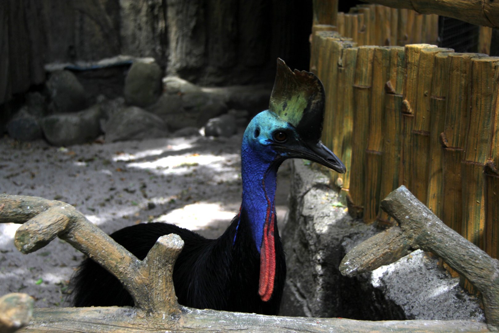 Southern cassowary or double-wattled cassowary (Casuarius casuarius)