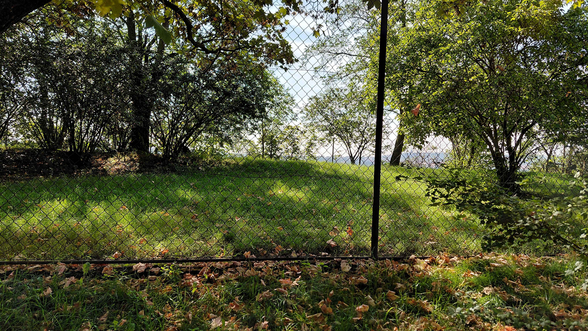 Southern cassowary outdoor exhibit