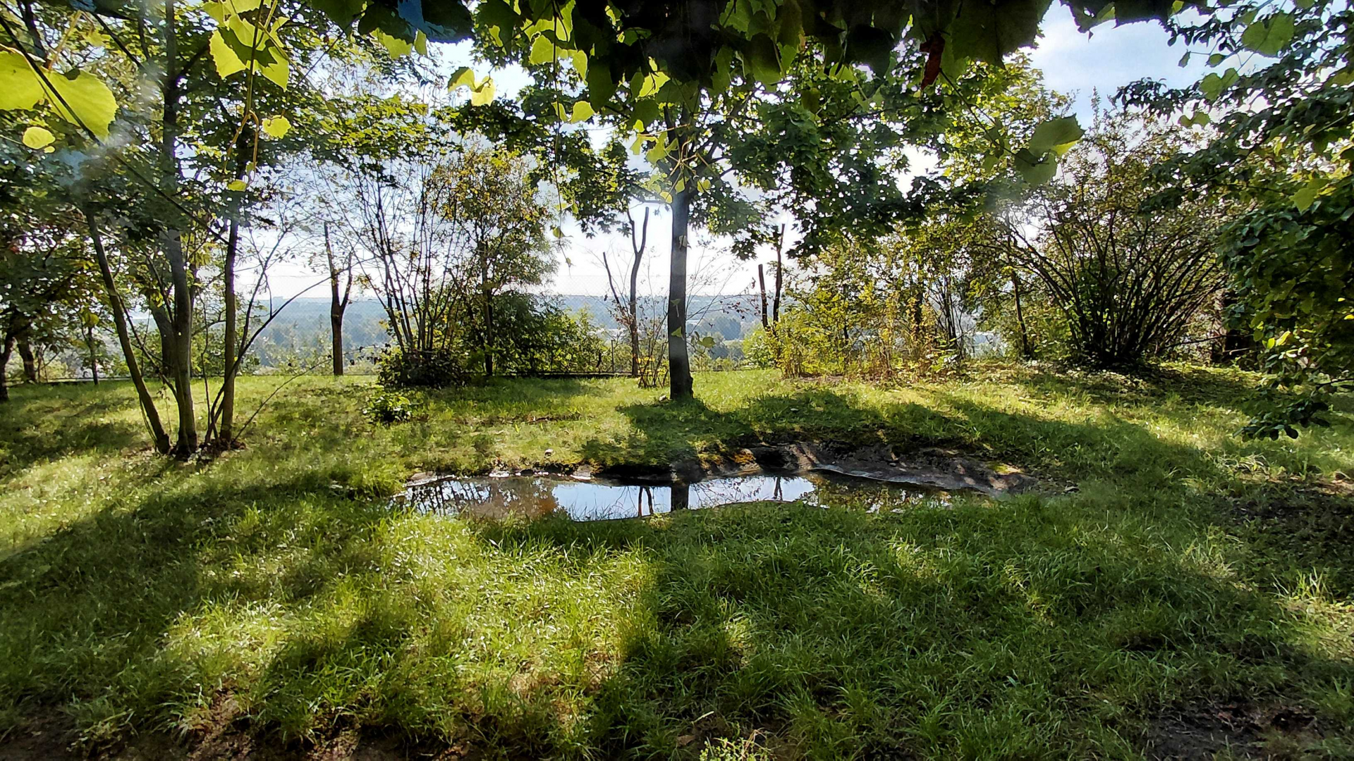 Southern cassowary outdoor exhibit