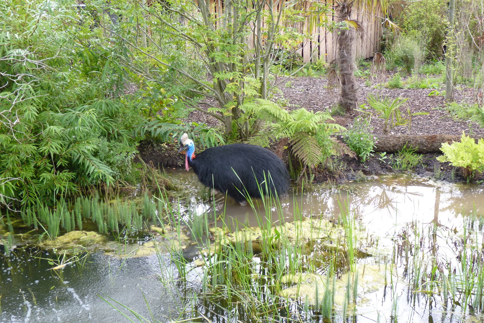 Southern Cassowary, September 2016