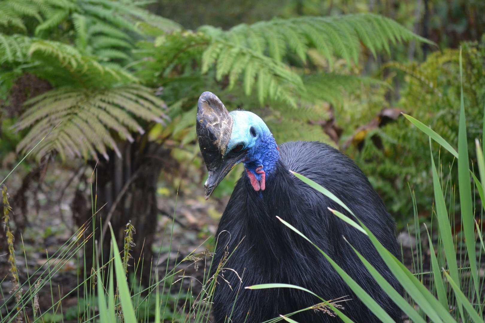 Southern Cassowary - September 2017