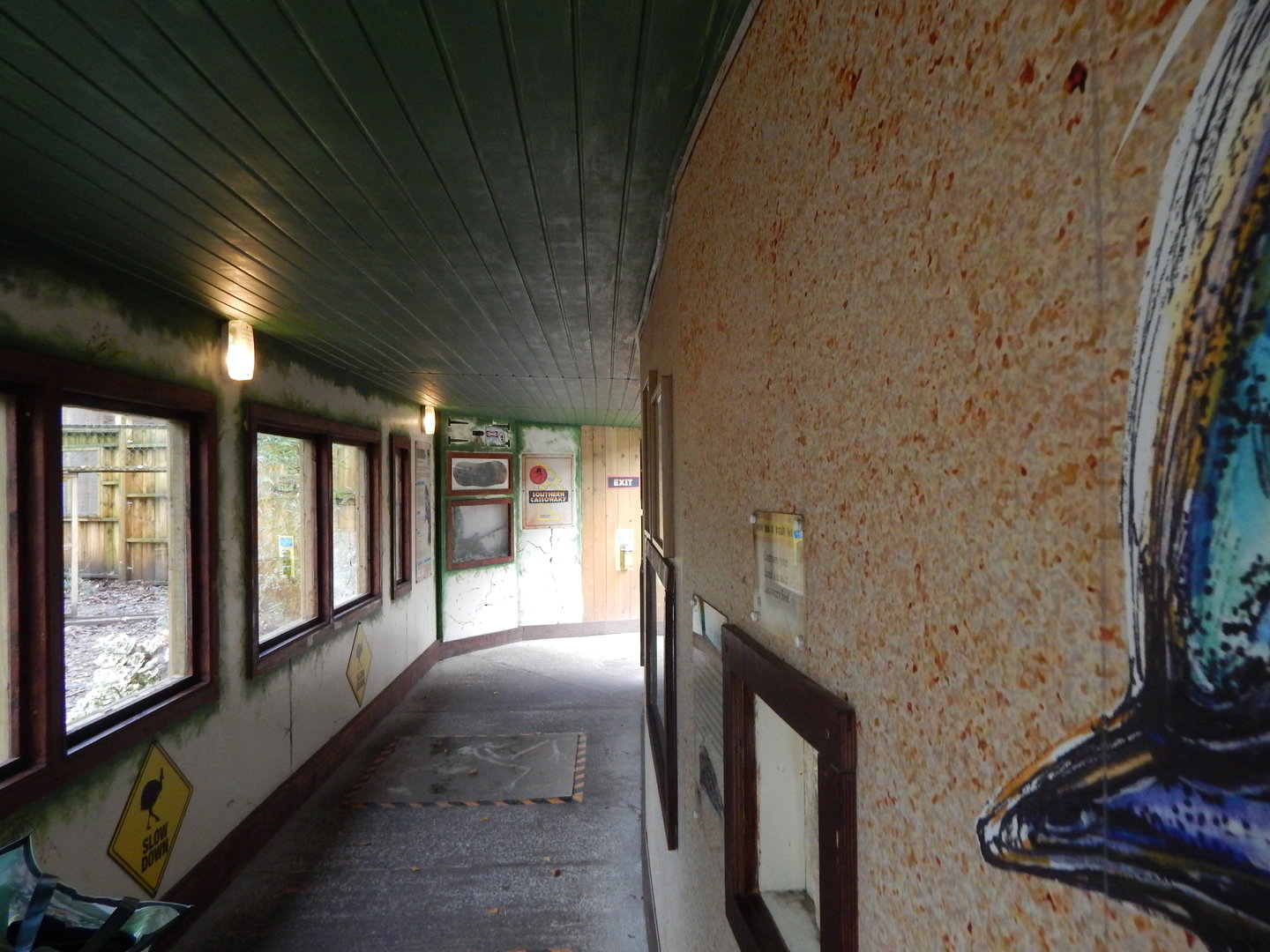 Southern cassowary viewing area 241122