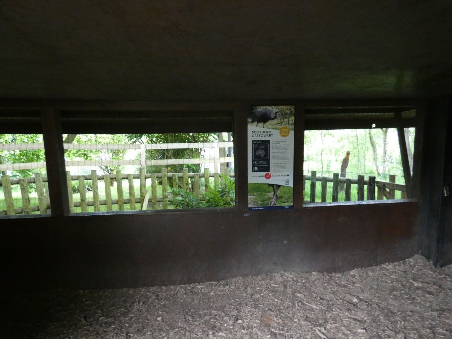 Southern cassowary viewing area