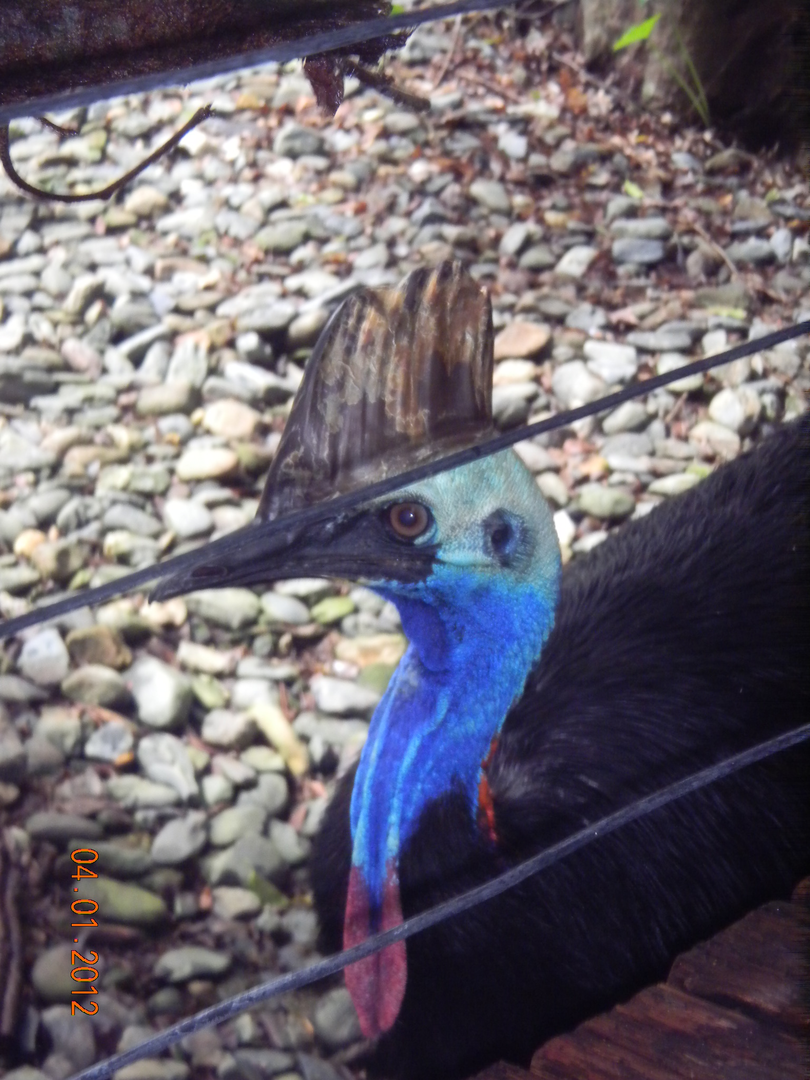 Southern Cassowary - Wildlife Habitat 2012