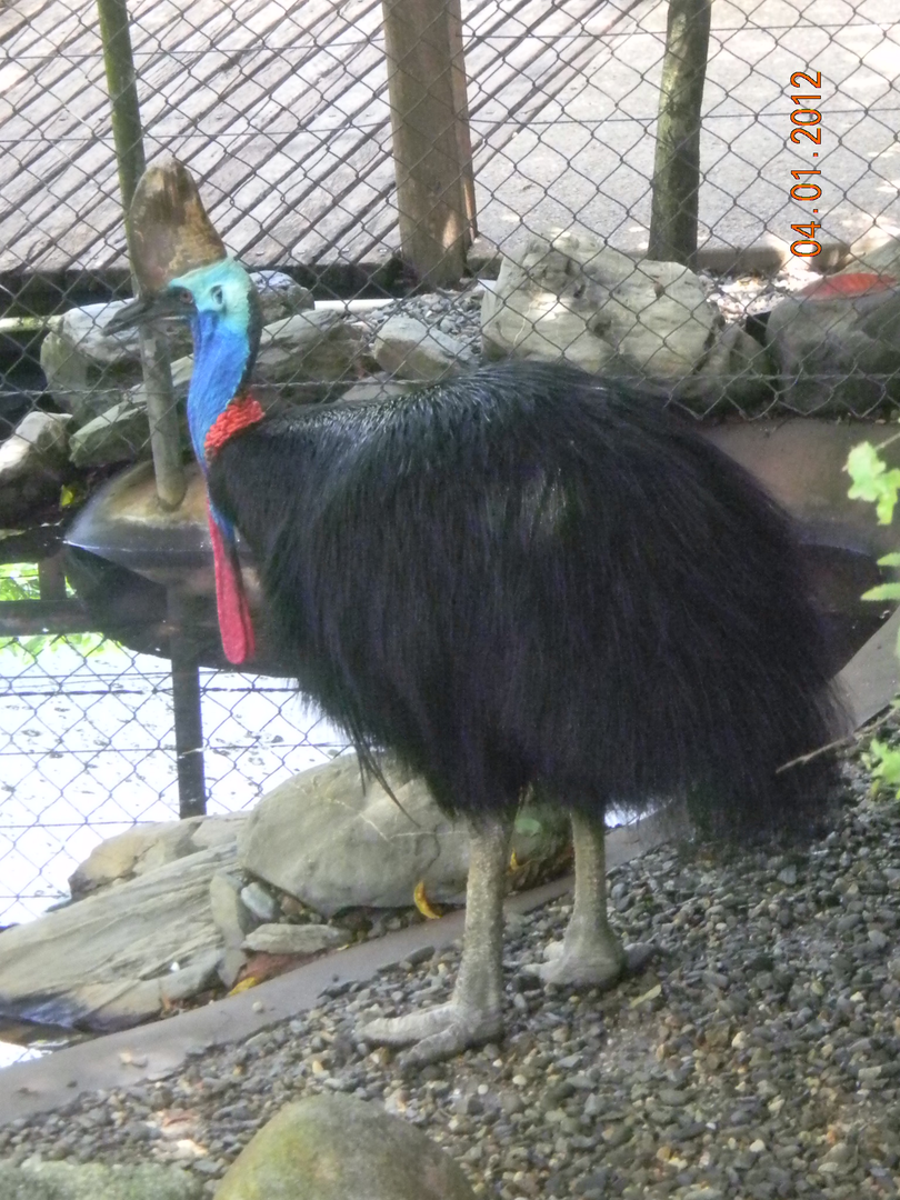 Southern Cassowary - Wildlife Habitat 2012