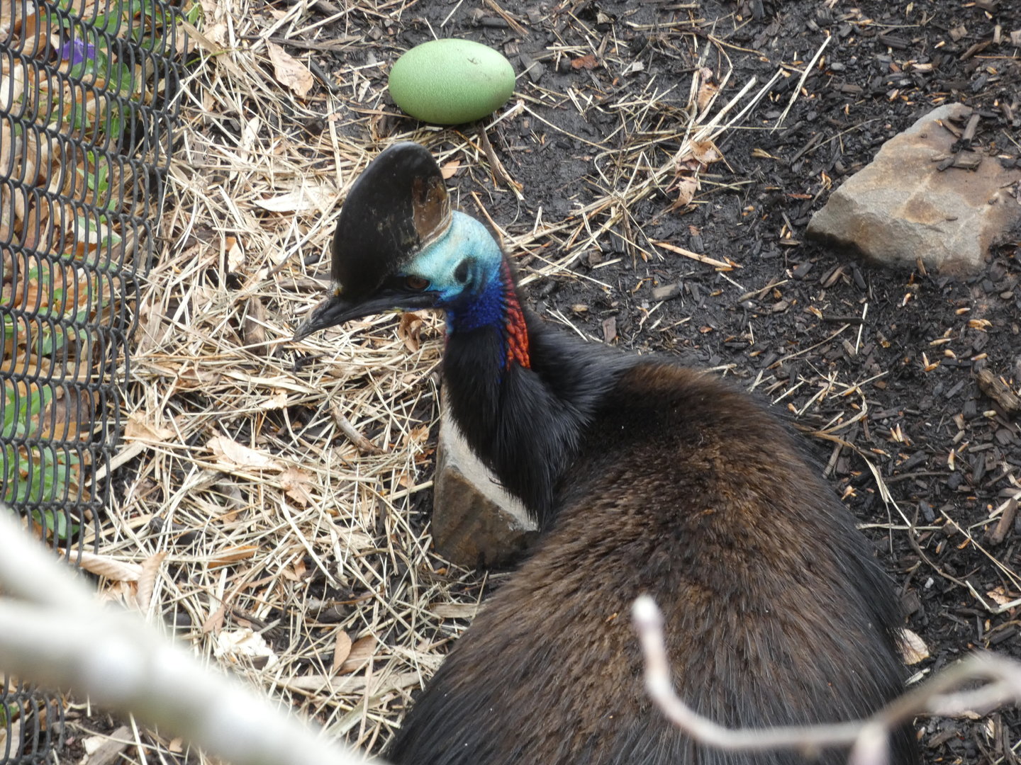Southern Cassowary with egg