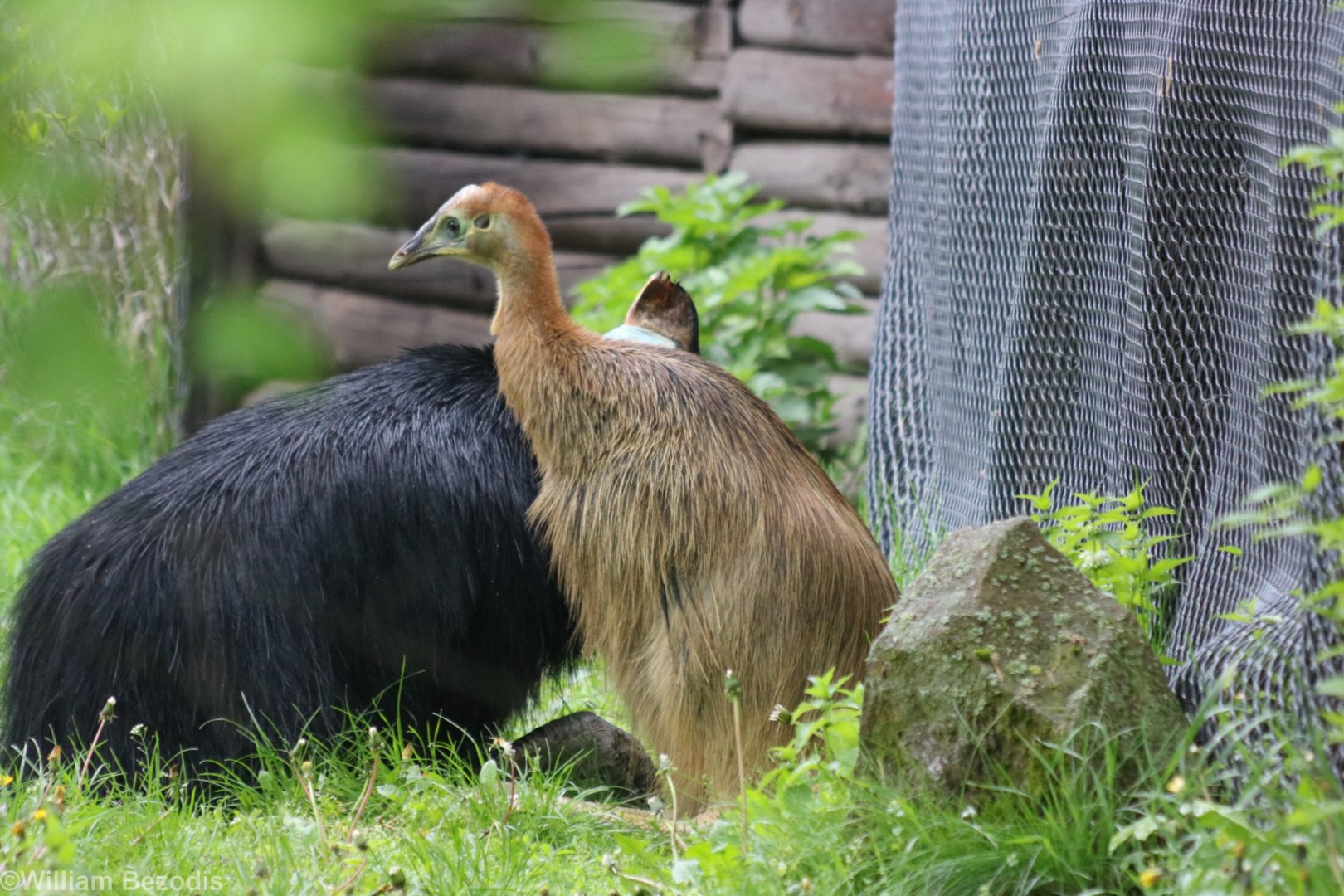 Southern Cassowary with Young