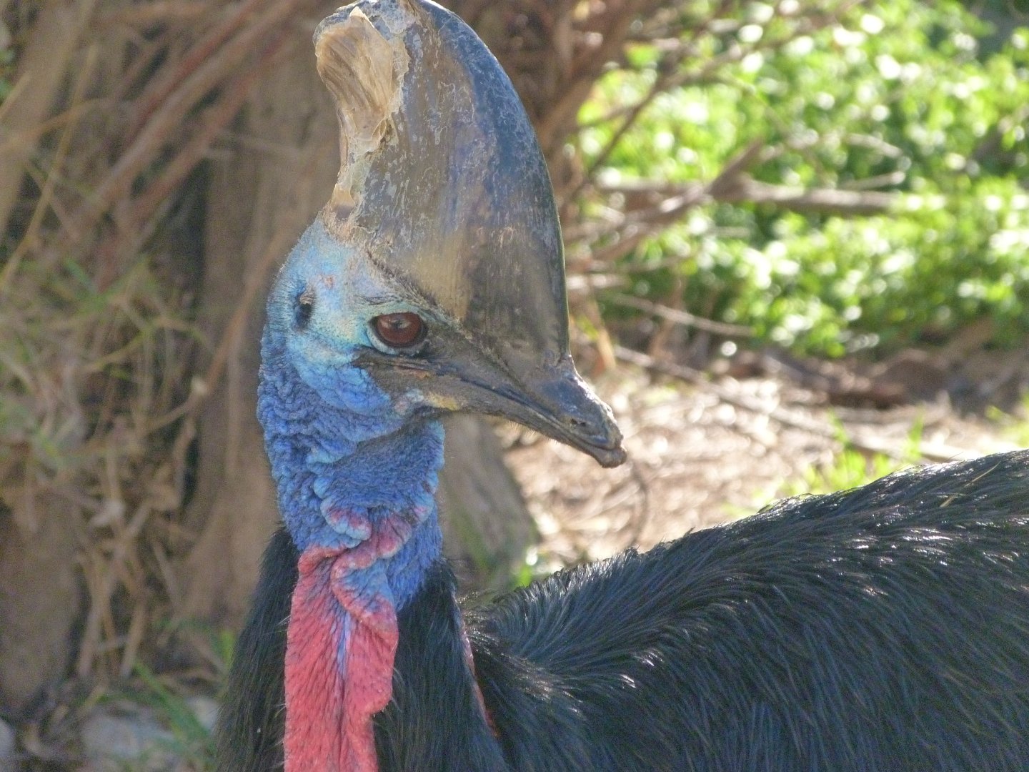 Southern cassowary -Zoo Aquarium de Madrid (2025)