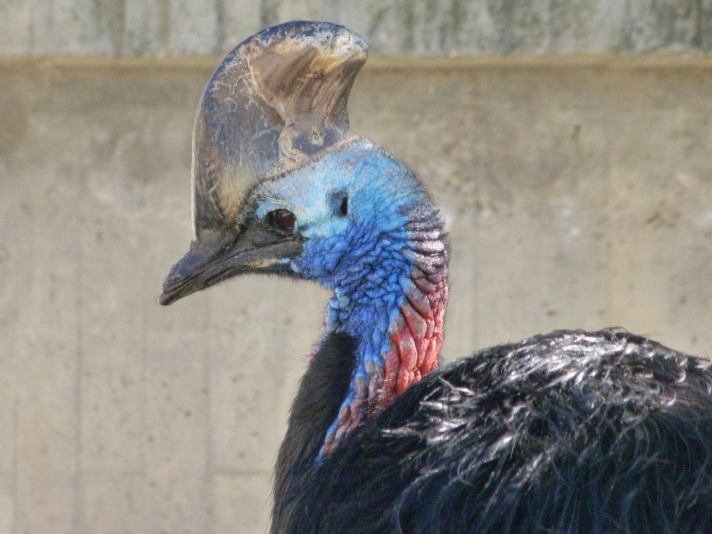 Southern cassowary -Zoo Aquarium de Madrid (2025)