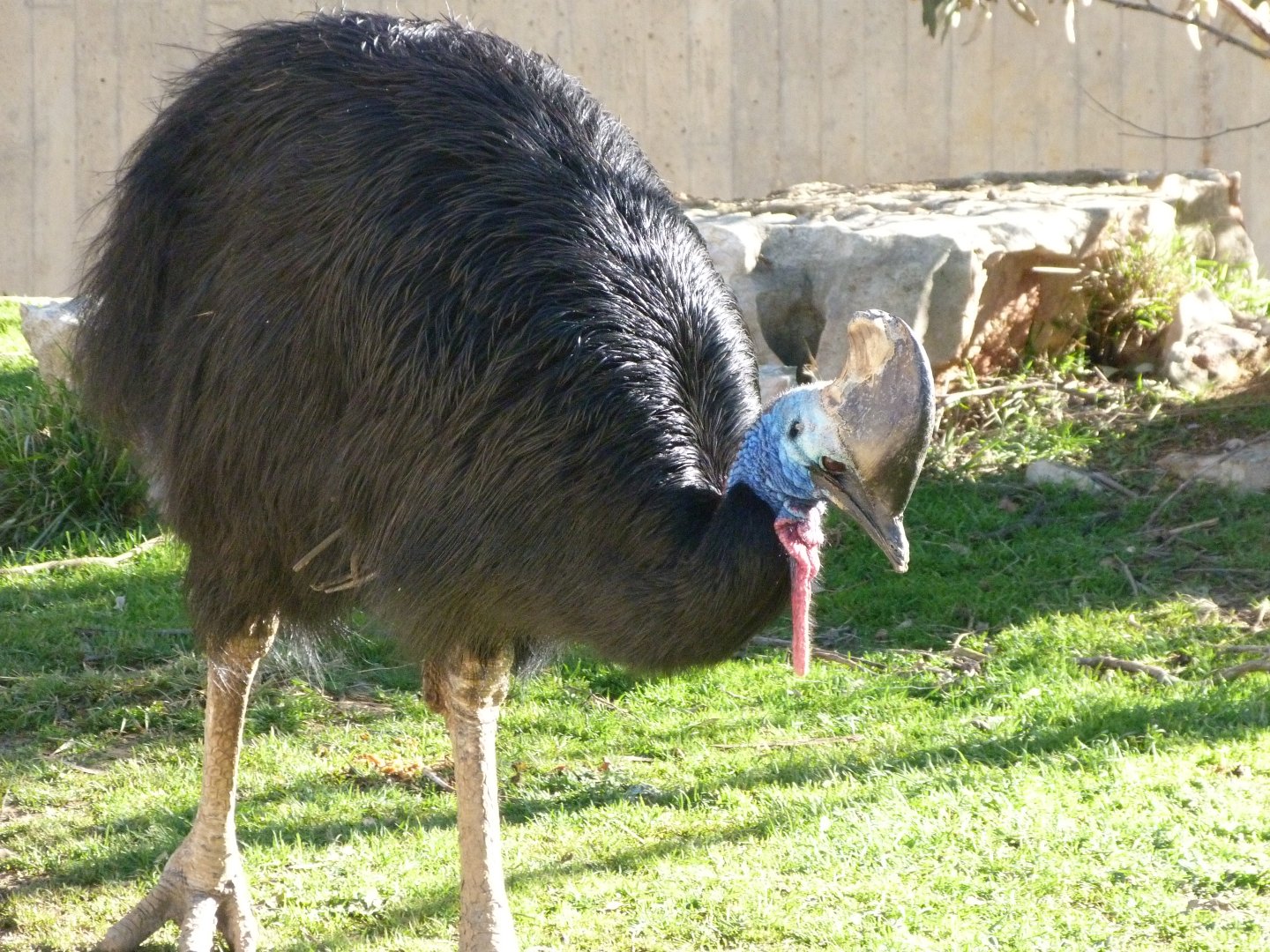 Southern cassowary -Zoo Aquarium de Madrid (2025)