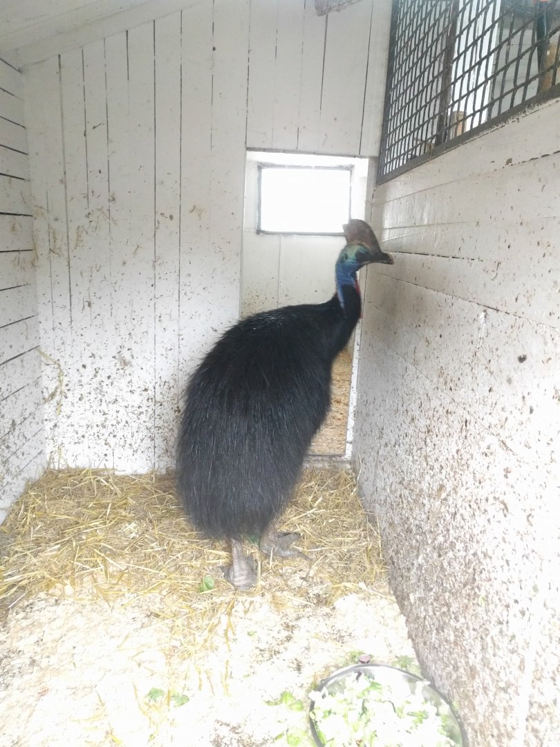 Southern Cassowary Zoo Praha 2018