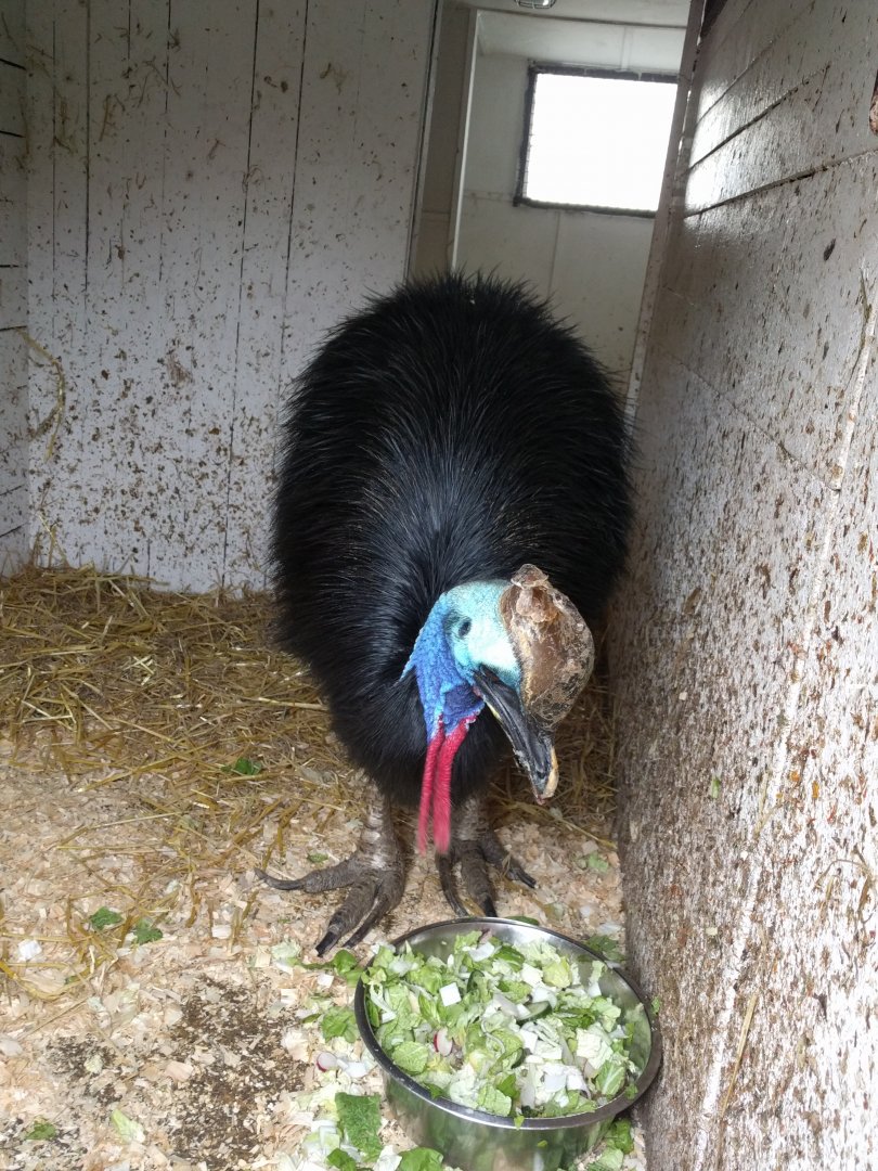 Southern Cassowary Zoo Praha 2018