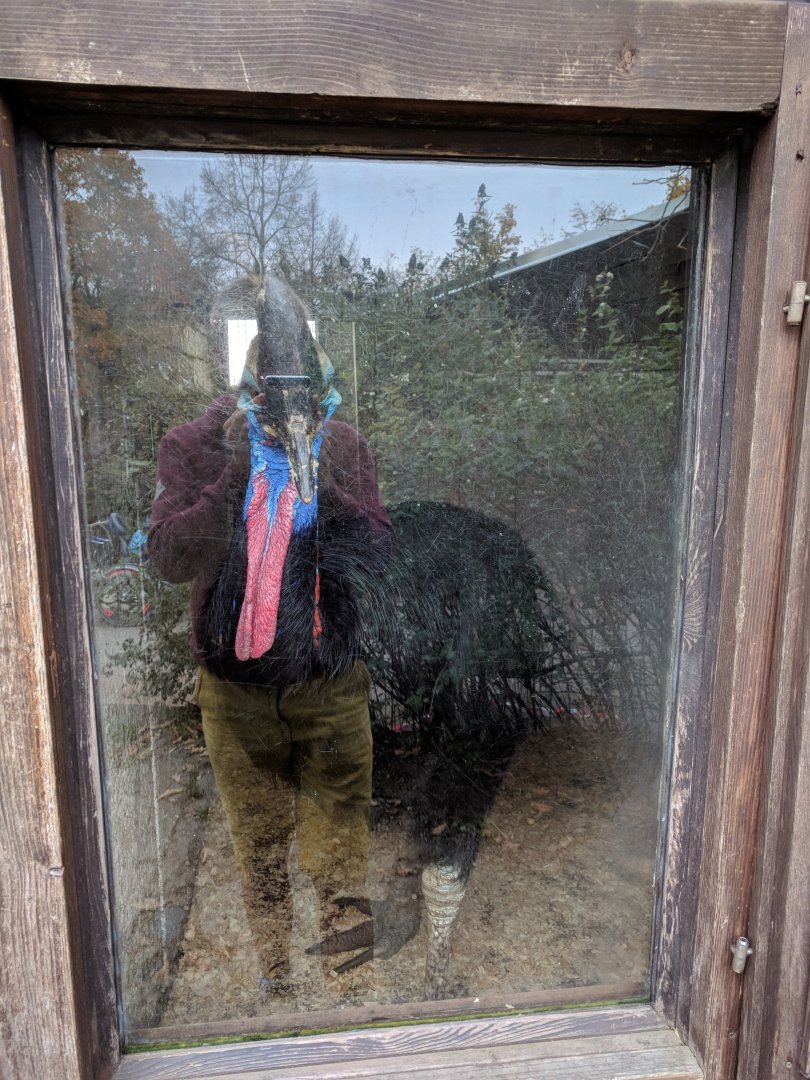 Southern Cassowary Zoo Praha 2018
