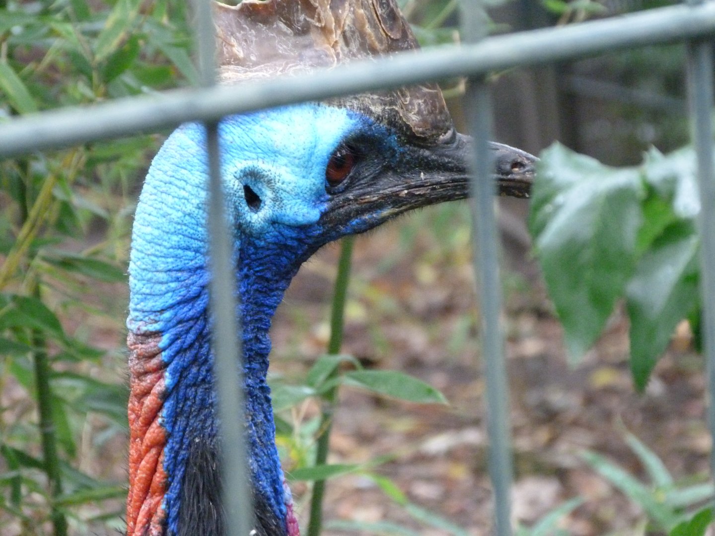 Southern cassowary -Zoologischer Garten Berlin (2024)