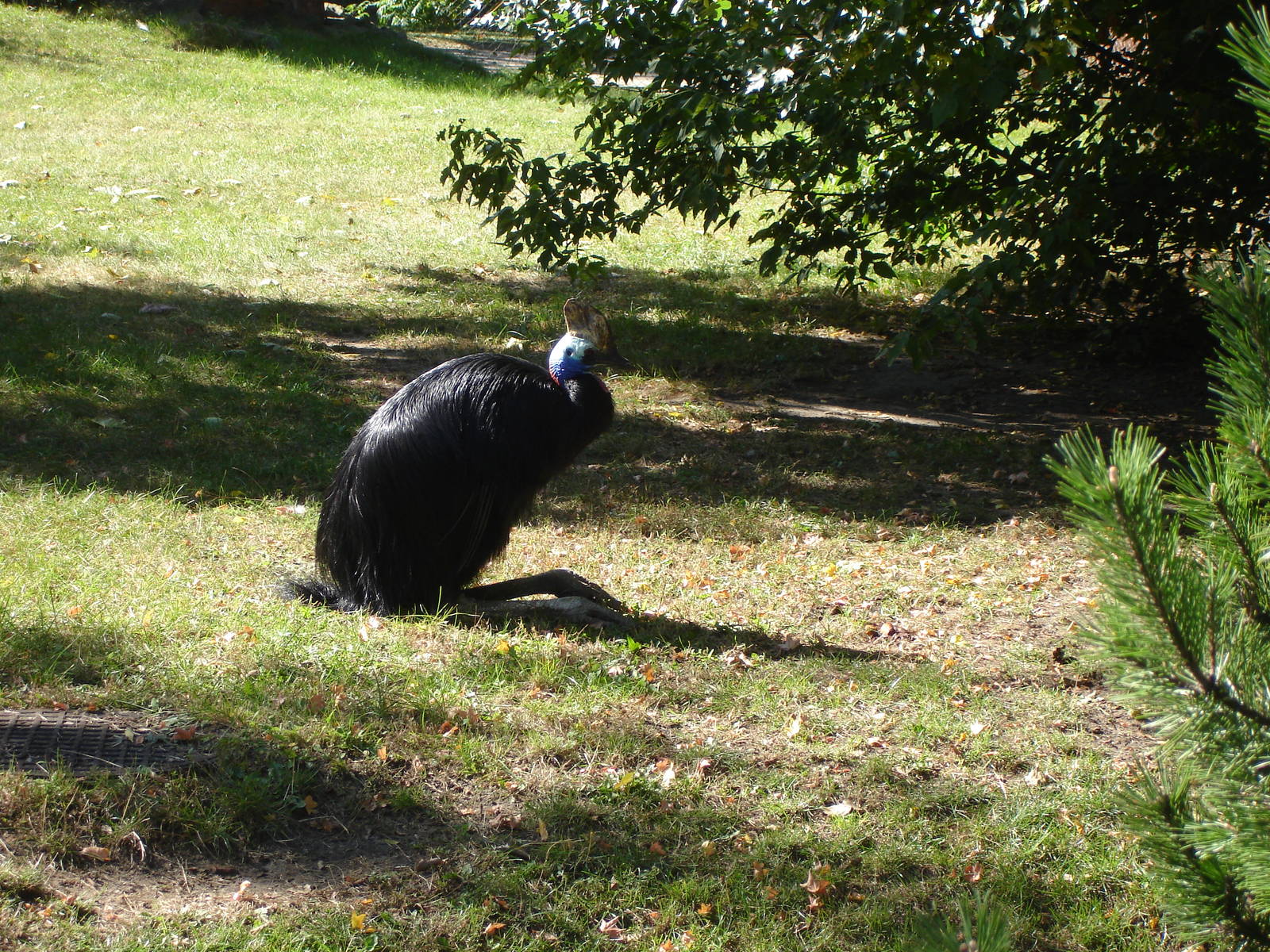 Southern Cassowary