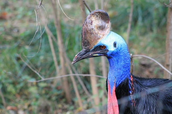 Southern Cassowary