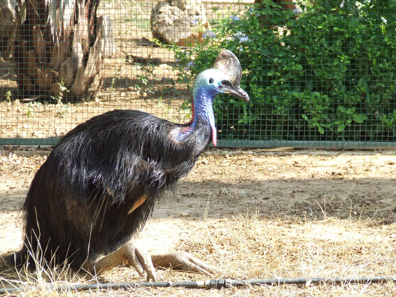 Southern cassowary