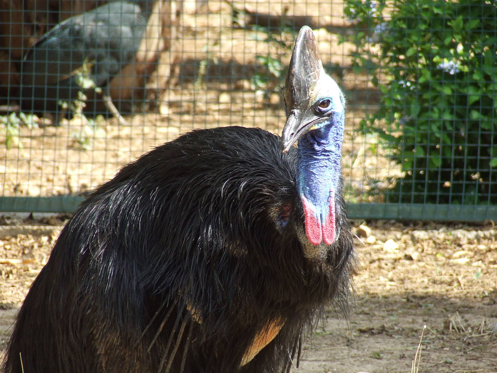 Southern cassowary