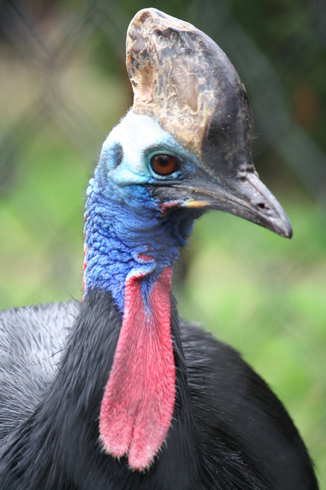 Southern cassowary