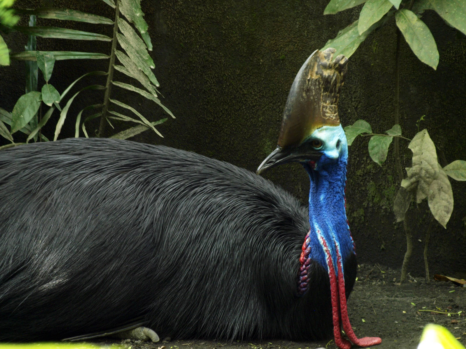Southern cassowary