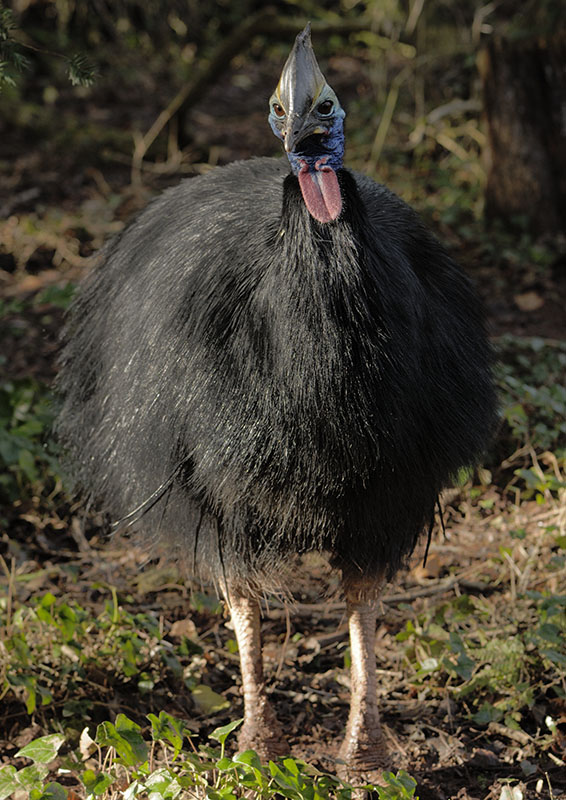 Southern cassowary