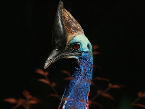 Southern Cassowary