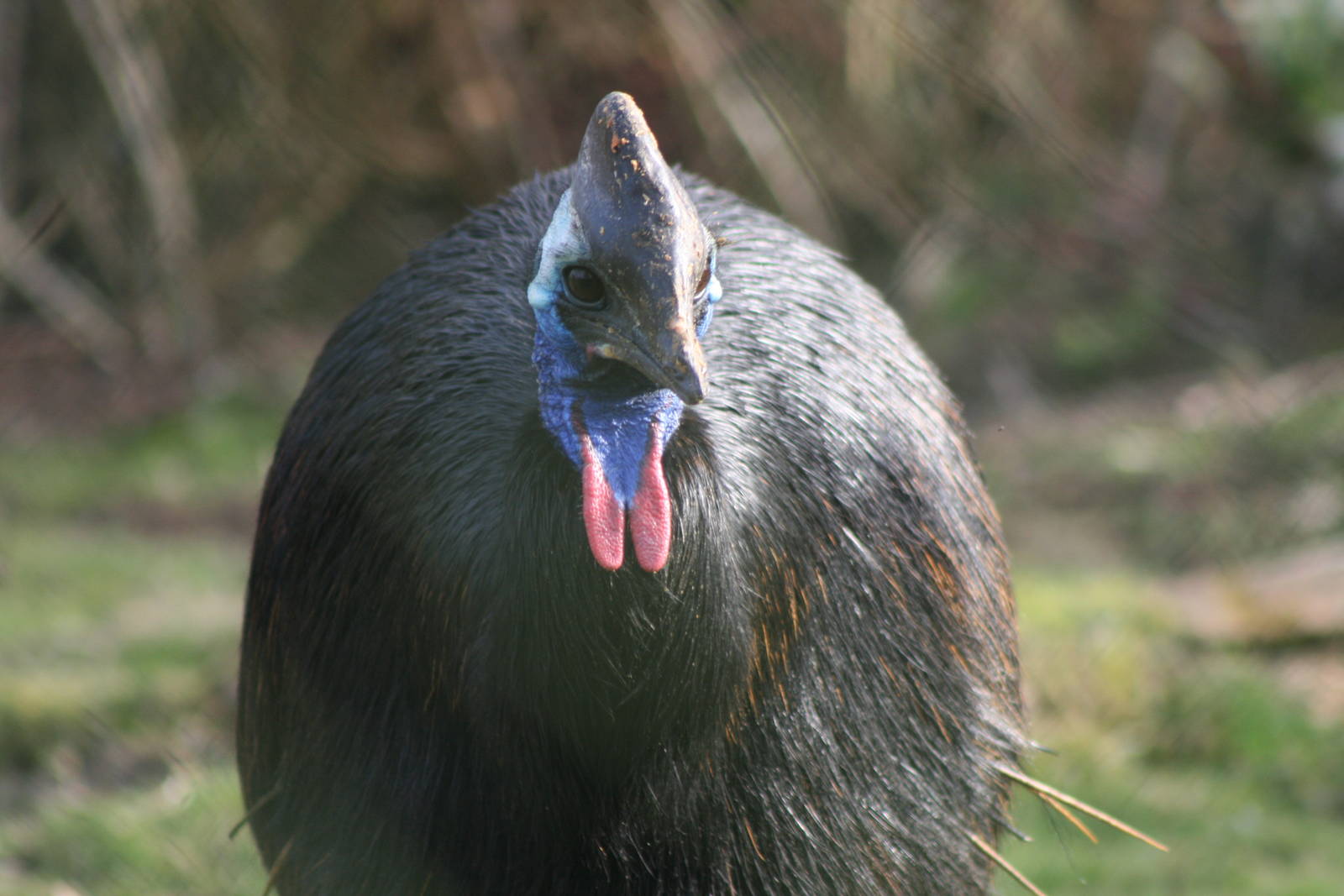 Southern Cassowary