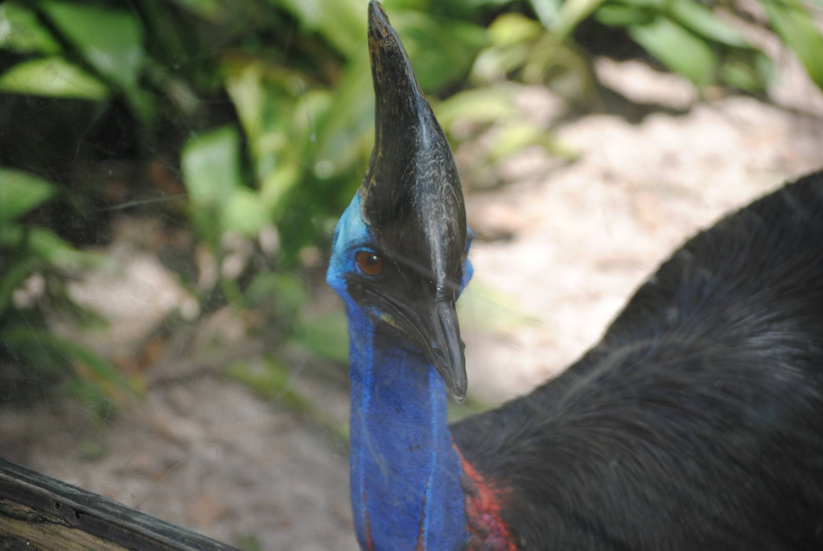 Southern Cassowary