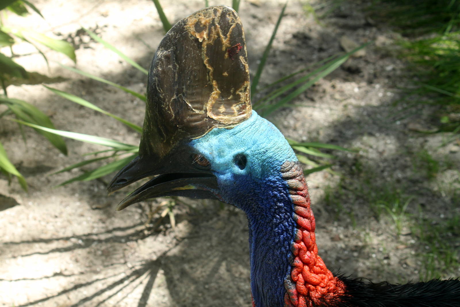 Southern Cassowary