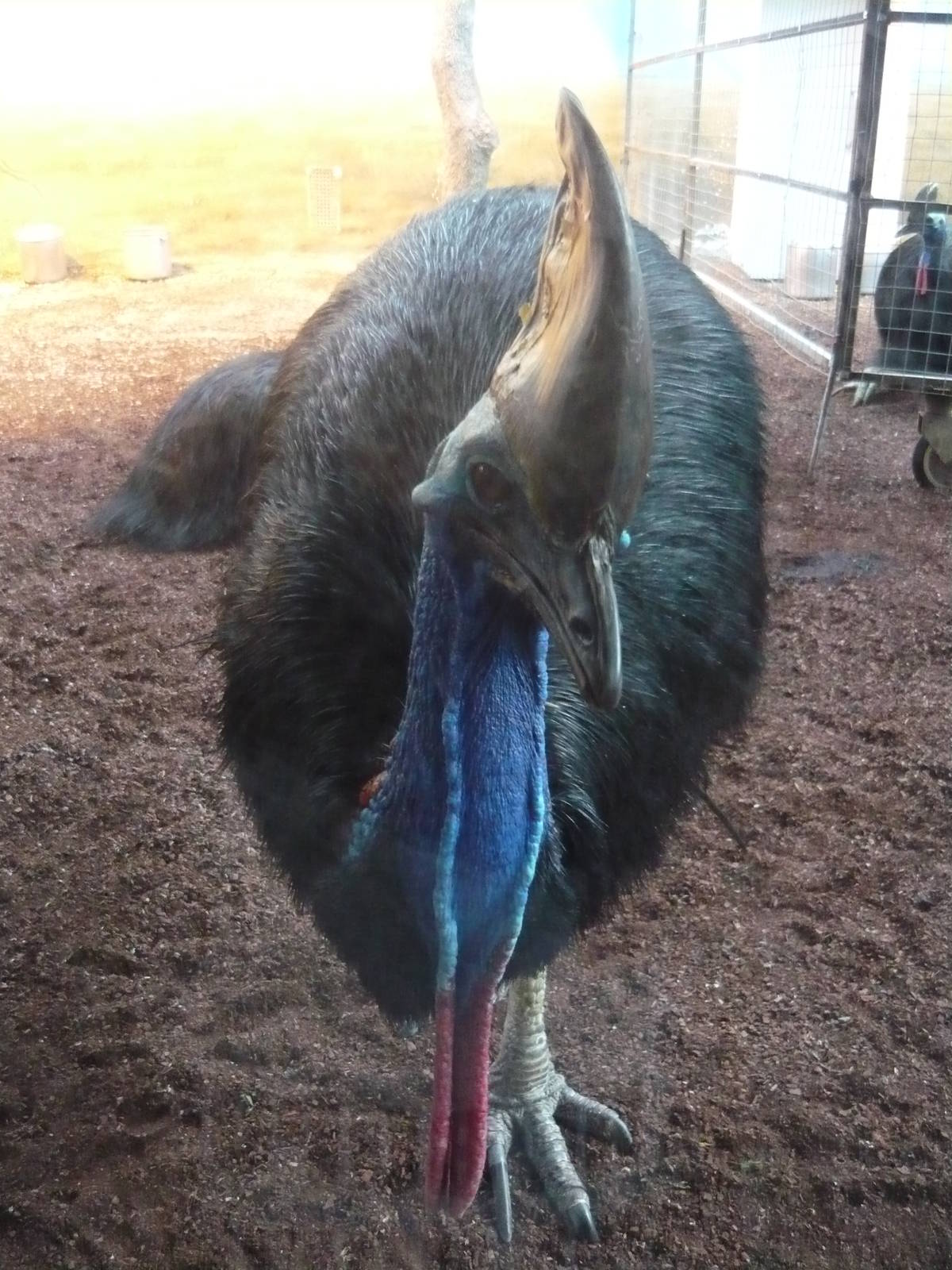 Southern cassowary