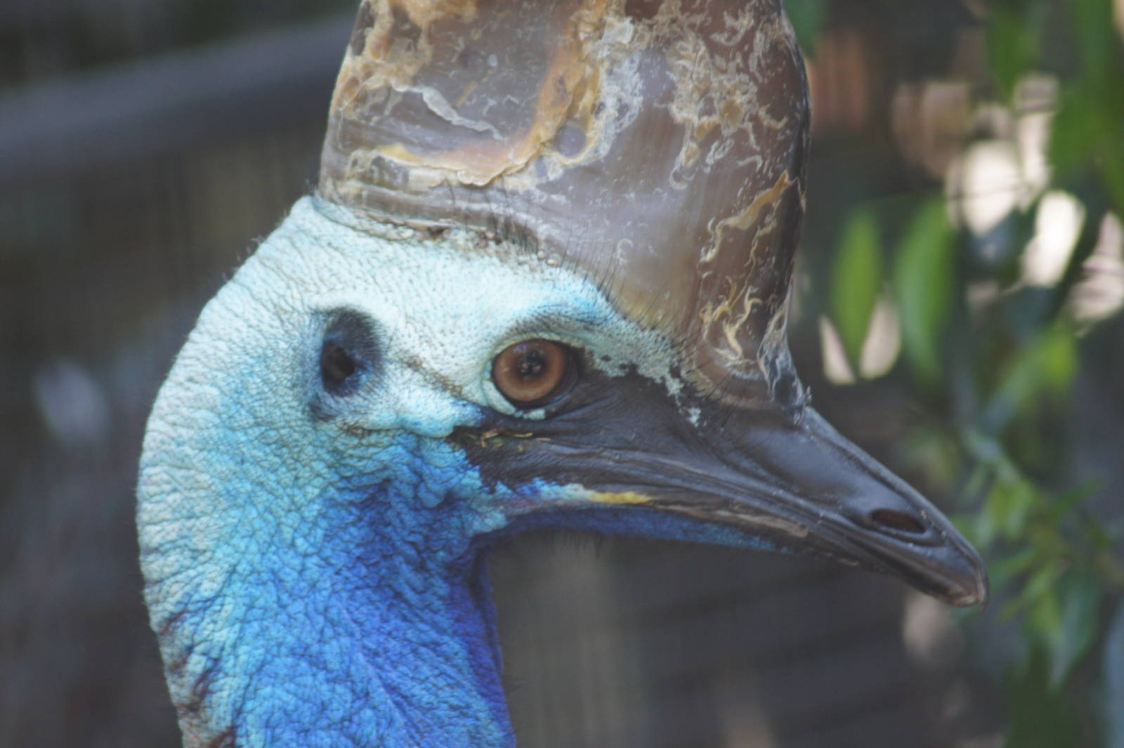 Southern cassowary