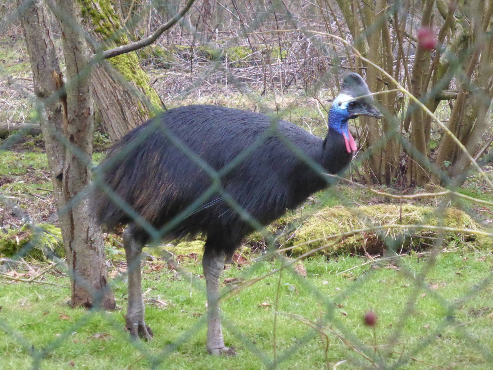 Southern cassowary