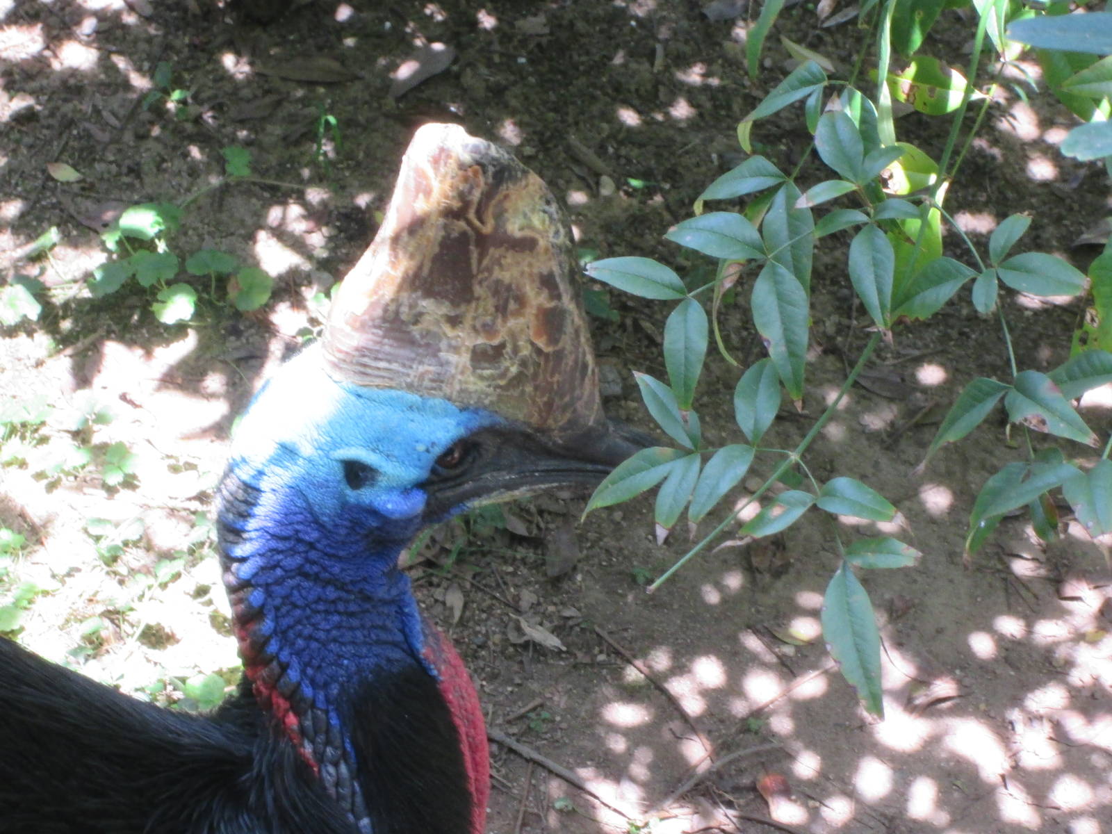 Southern cassowary