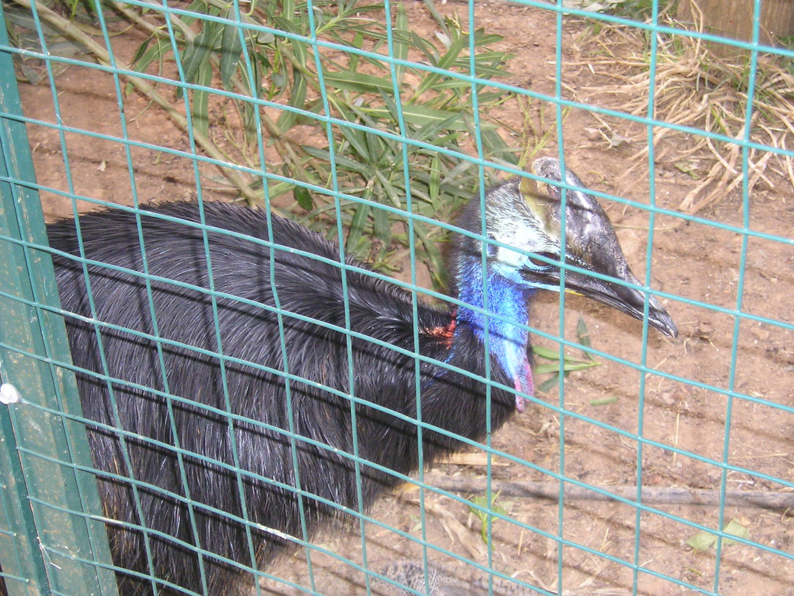 Southern cassowary