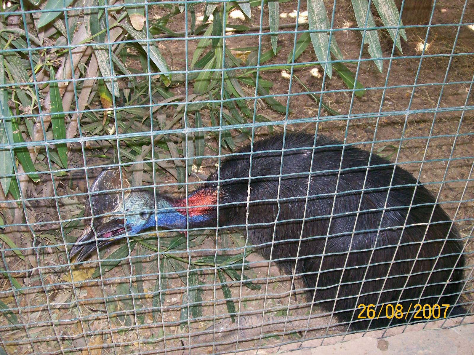 Southern cassowary