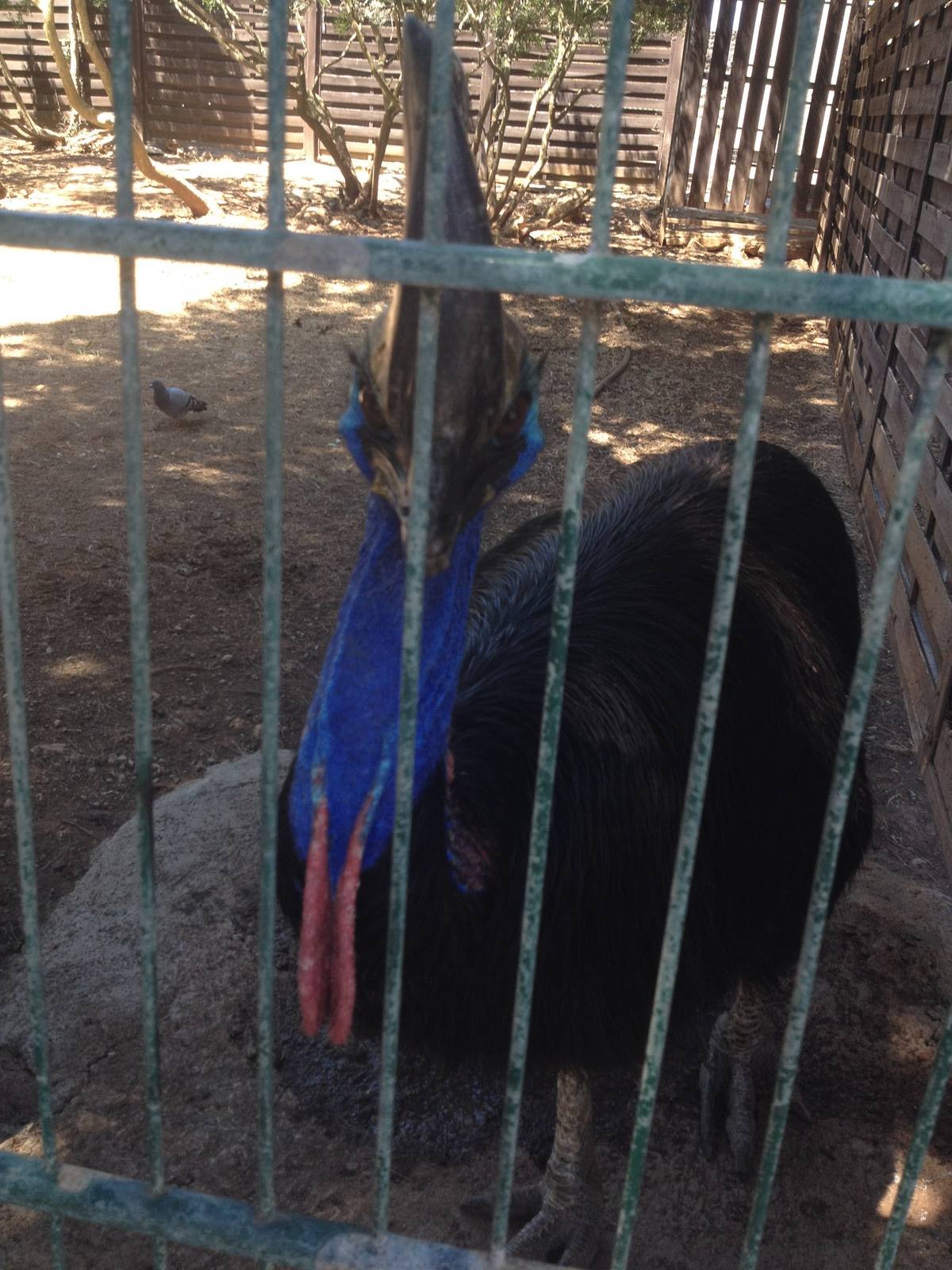 Southern Cassowary